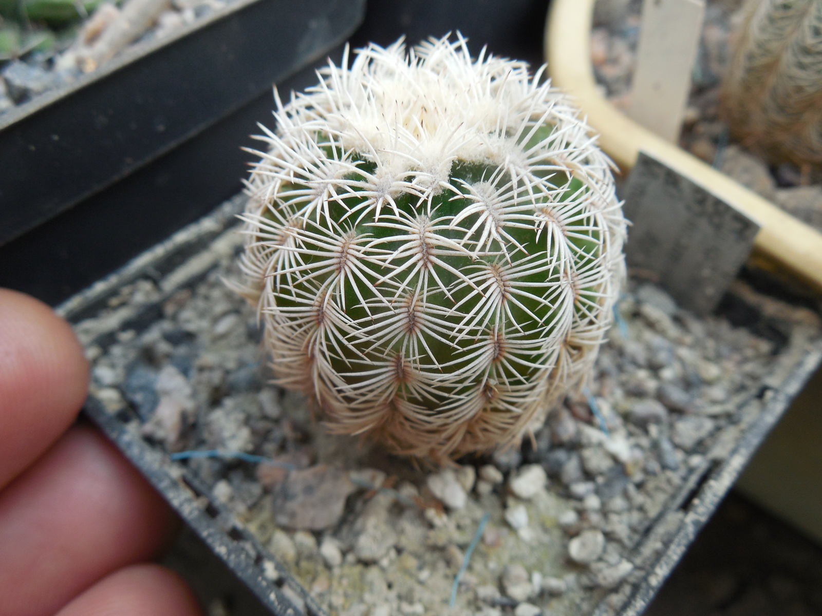 Echinocereus reichenbachii SB 387 - Kimble Co. Tx. /18/ to - 23*C - hearly flat. - MG -
