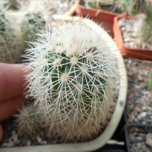 Echinocereus dasyacanthus AG 16 - Alamogordo,NM. - MG - (to - 12*C) - квіти варіюють за кольором, 12 см. діам., трапляються триколори