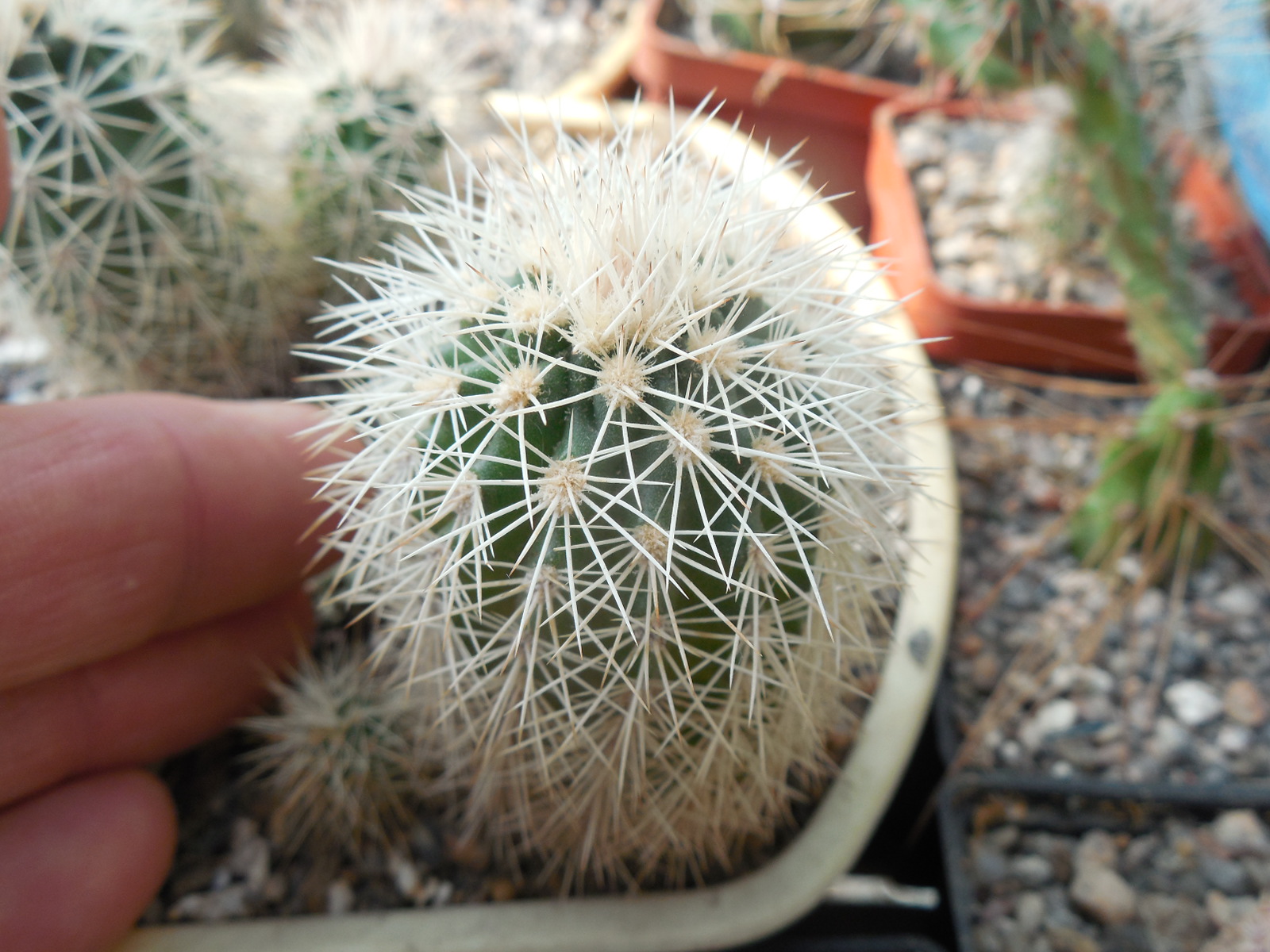 Echinocereus dasyacanthus AG 16 - Alamogordo,NM. - MG - (to - 12*C) - квіти варіюють за кольором, 12 см. діам., трапляються триколори