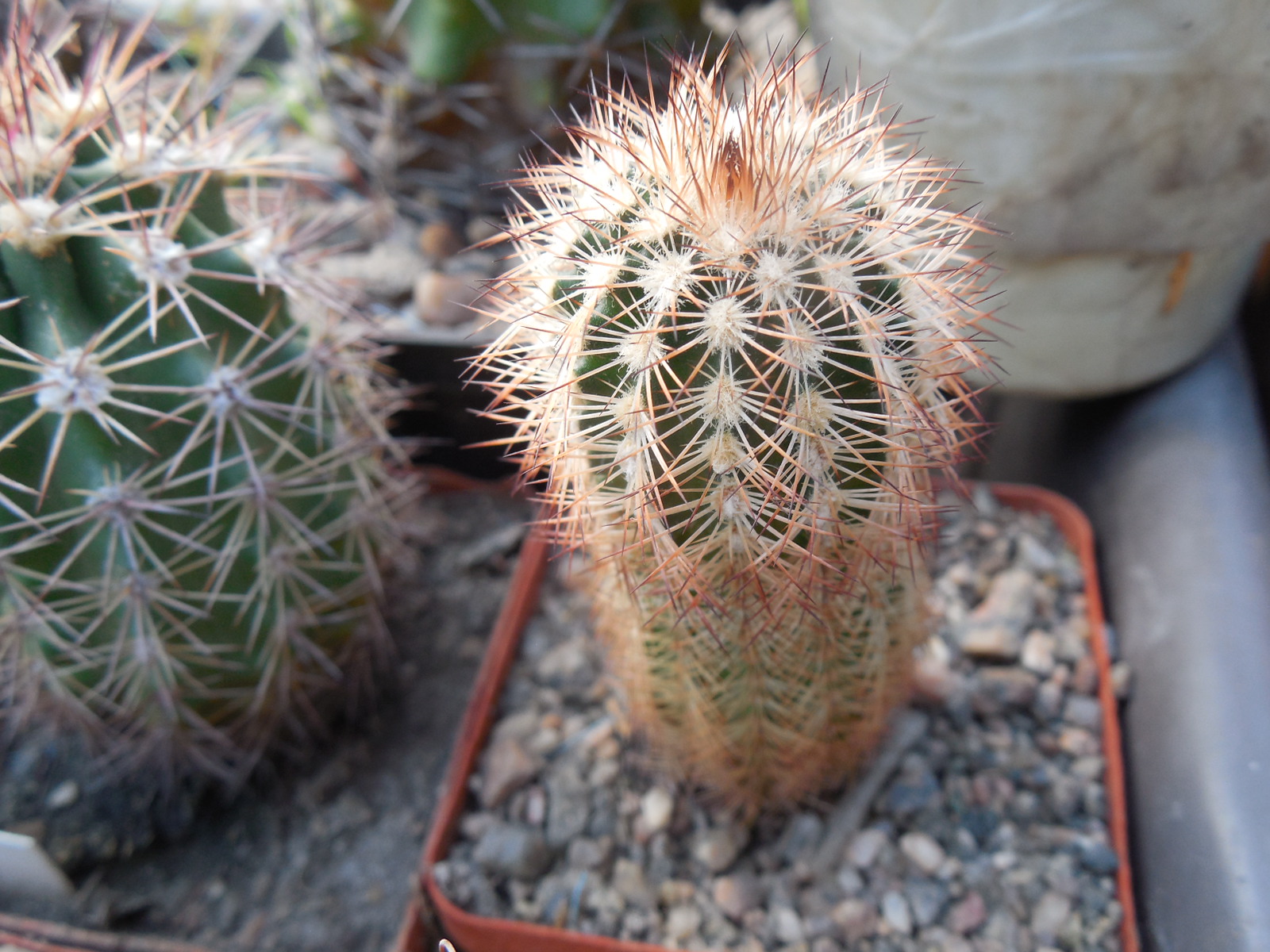 Echinocereus reichenbachii - v.baileyi SB211 - Kiowa Co. Ok. - (to - 23*C)  - MG -