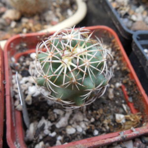 Coryphantha sp. CSD 304 - Pena Blanca, Que-ro,  - MG -