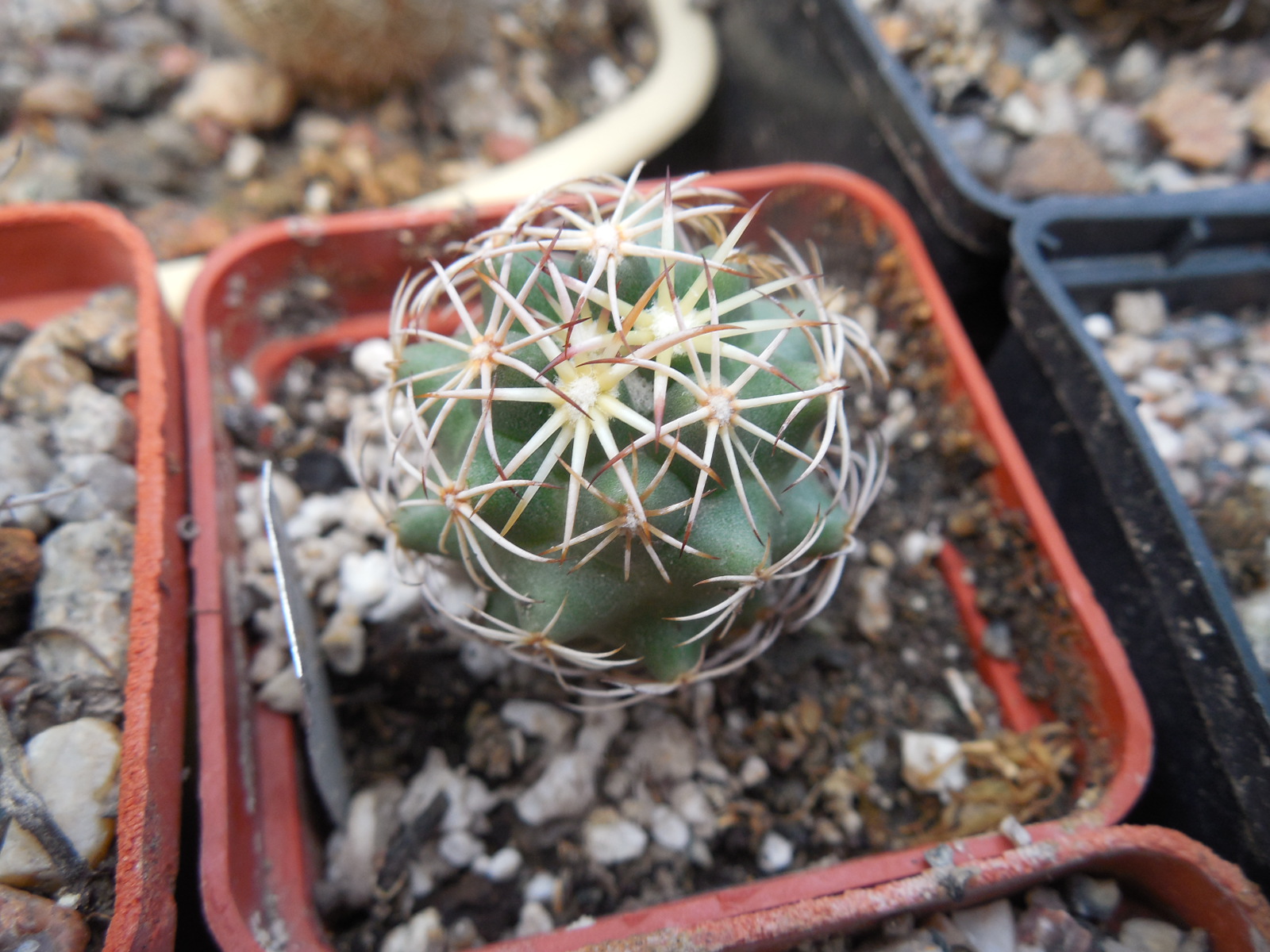 Coryphantha sp. CSD 304 - Pena Blanca, Que-ro,  - MG -