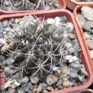 Horridocactus nigricans
