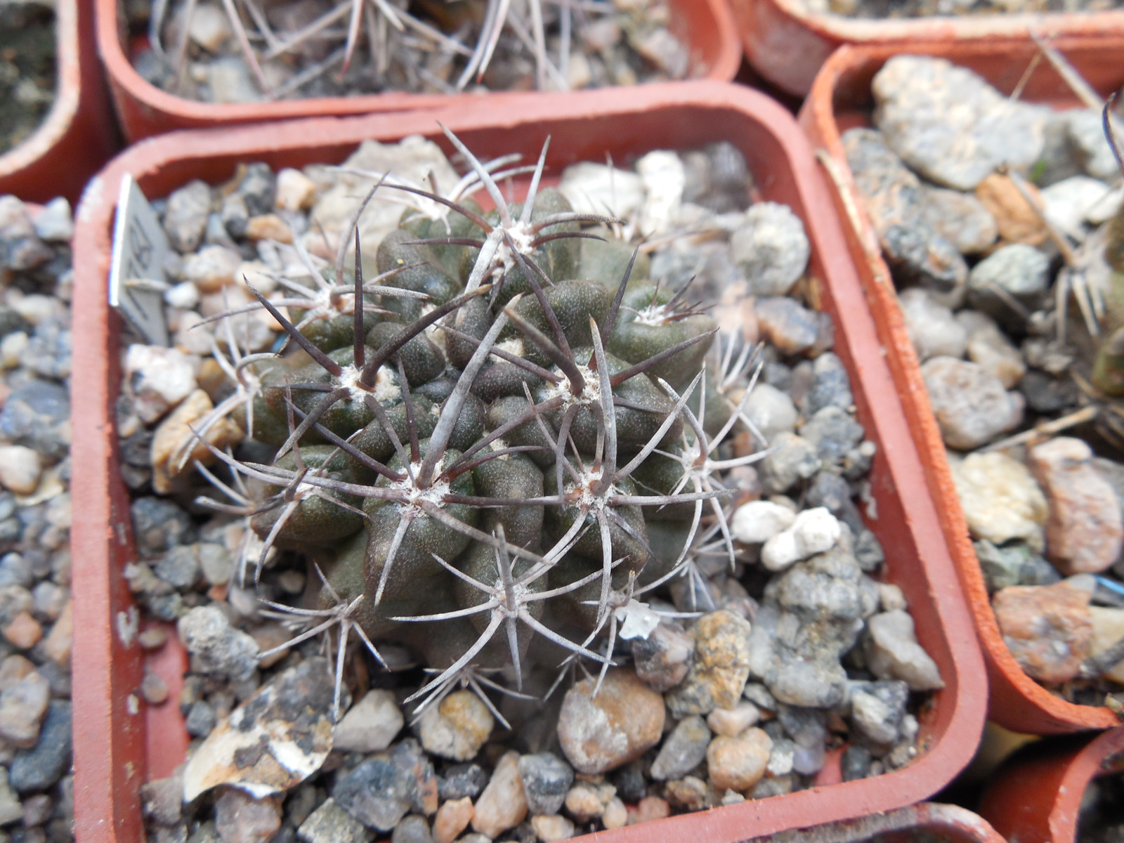 Horridocactus nigricans