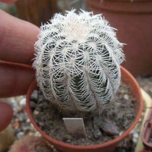 Echinocereus reichenbachii SB 387 - Kimble Co. Tx. /18/ to - 23*C - hearly flat. - MG -