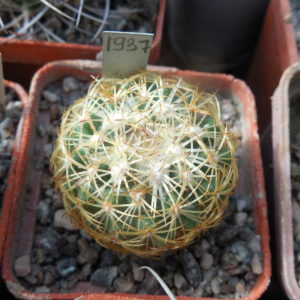 Coryphantha greenwoodii HO 5 - Puerto del Aine, Pue. - MG -