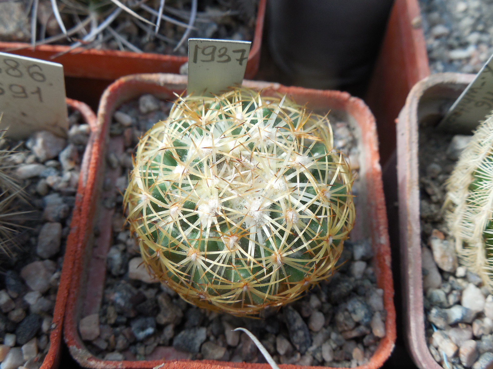 Coryphantha greenwoodii HO 5 - Puerto del Aine, Pue. - MG -