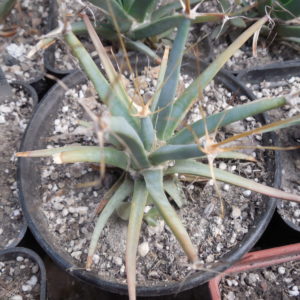 Leuchtenbergia principis