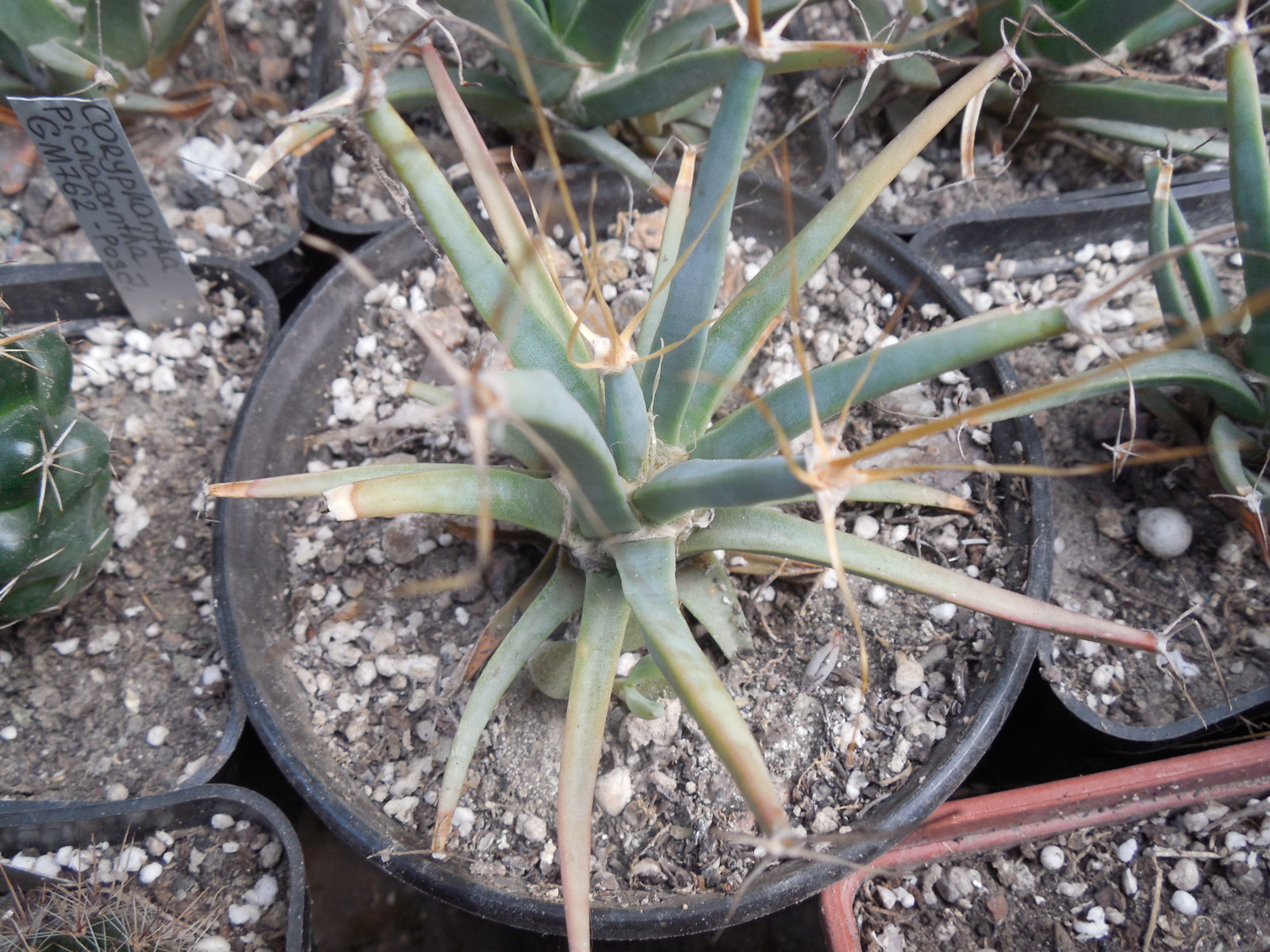 Leuchtenbergia principis