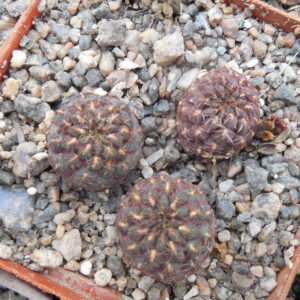 Sulcorebutia pulchra SE 189