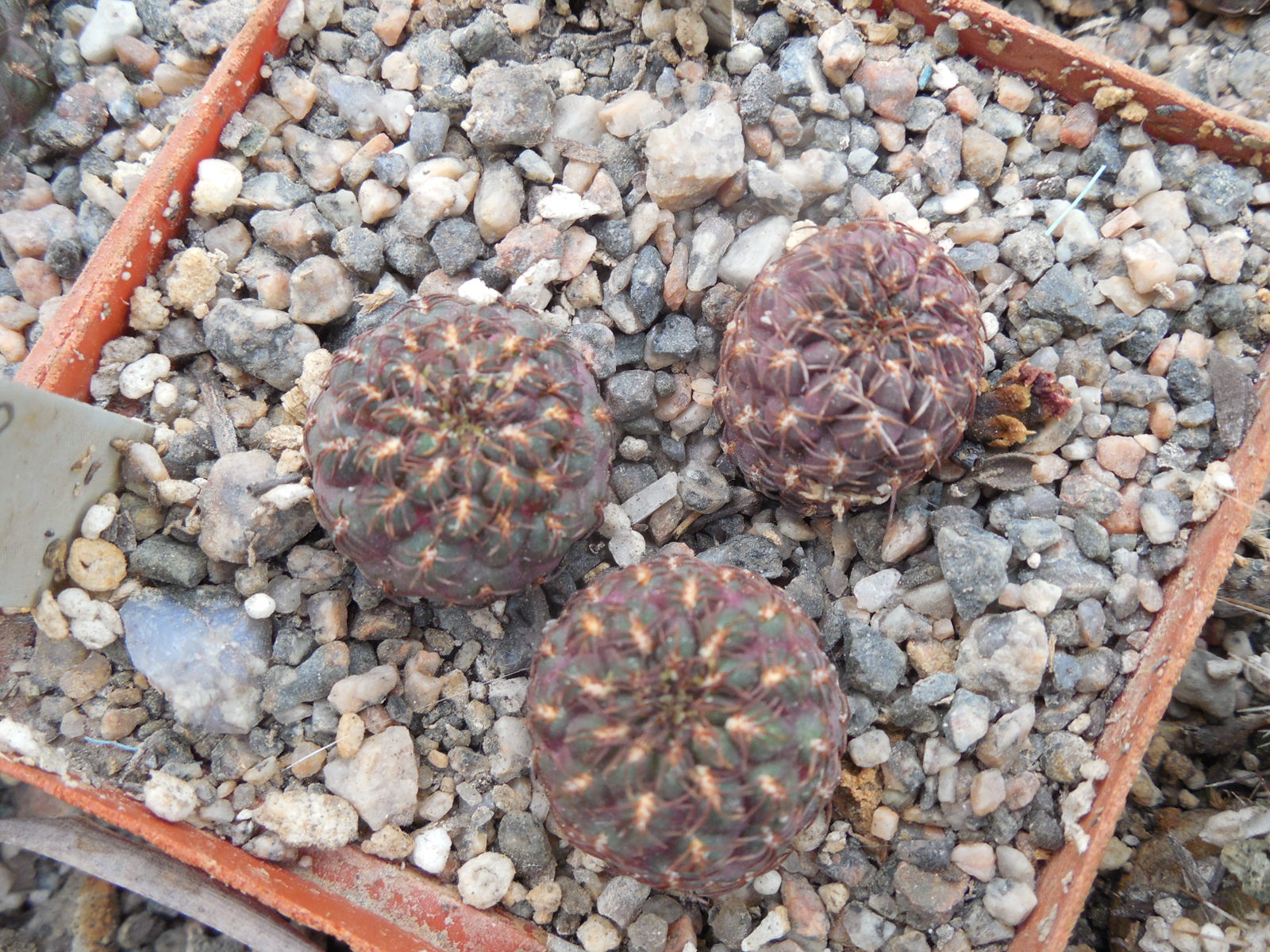 Sulcorebutia pulchra SE 189