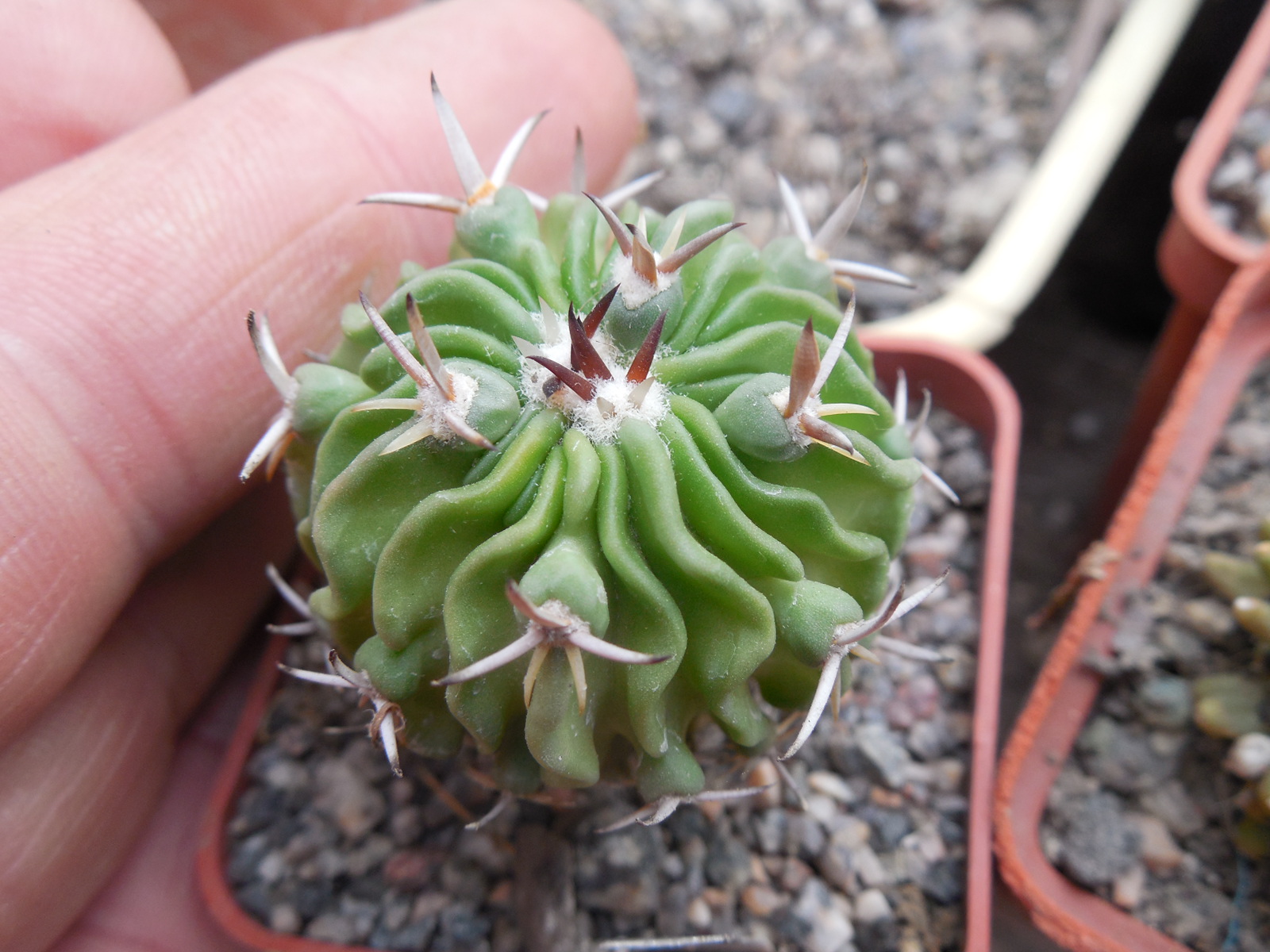 Echinofossulocactus sp. CSD 310 (pentacantus - v.tulensis) -