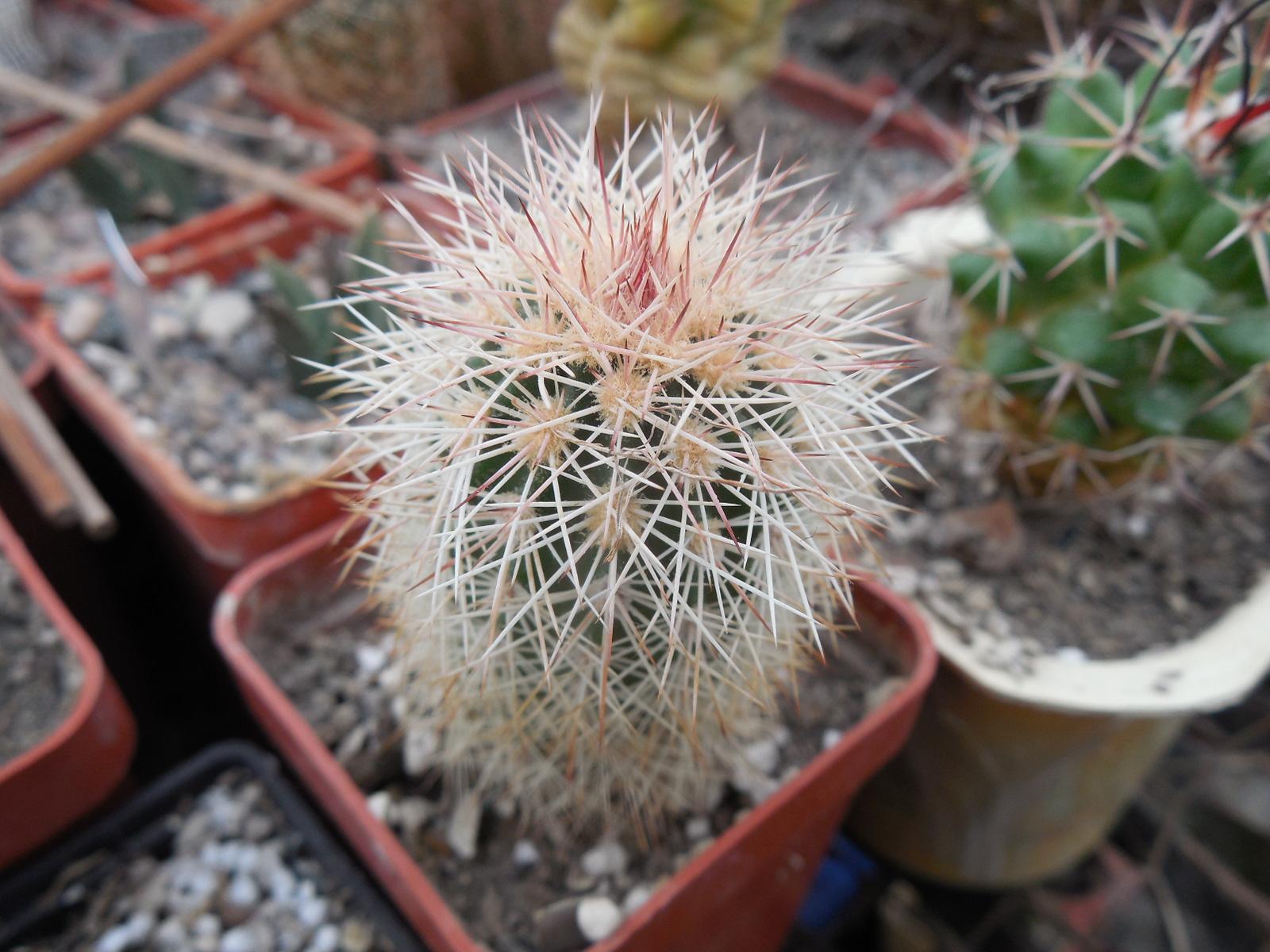 Echinocereus dasyacanthus AG 16 - Alamogordo,NM. - MG - (to - 12*C) - квіти варіюють за кольором, 12 см. діам., трапляються триколори