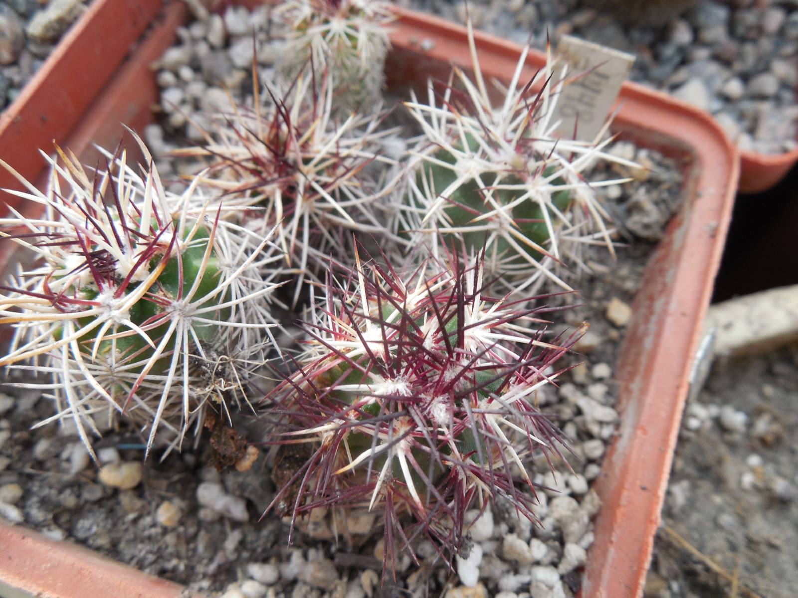 Echinocereus viridiflorus - v. davisii - Panarotto -