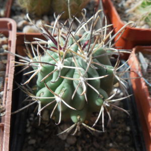 Glandulicactus uncinatus DJF 615 - black flower - Catorse, SLP. - MG -