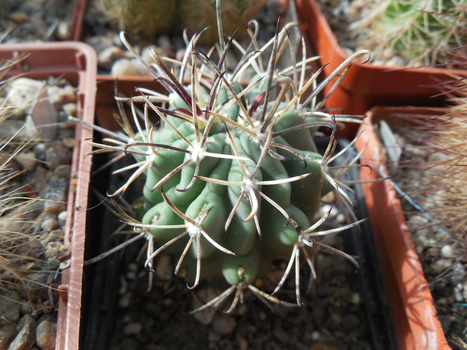 Glandulicactus uncinatus DJF 615 - black flower - Catorse, SLP. - MG -
