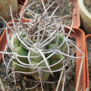 Gymnocalycium mostii - селекція СРСР - відбір -