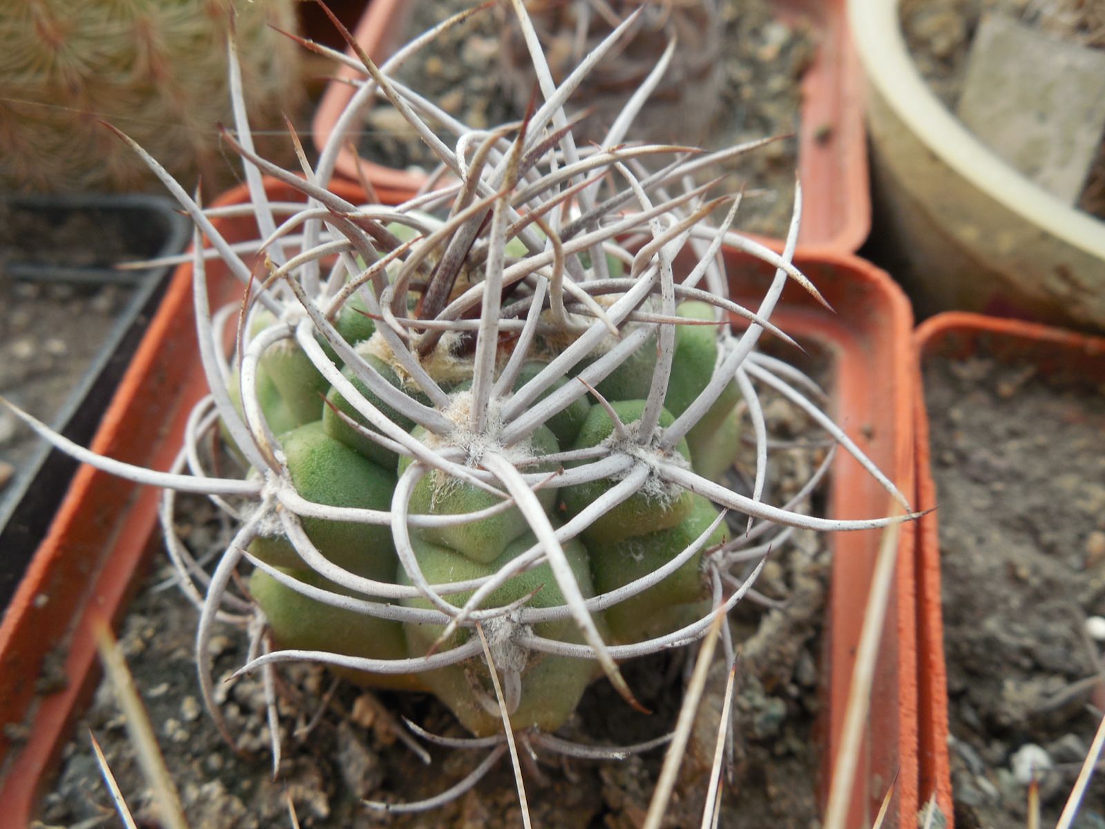 Gymnocalycium mostii - селекція СРСР - відбір -