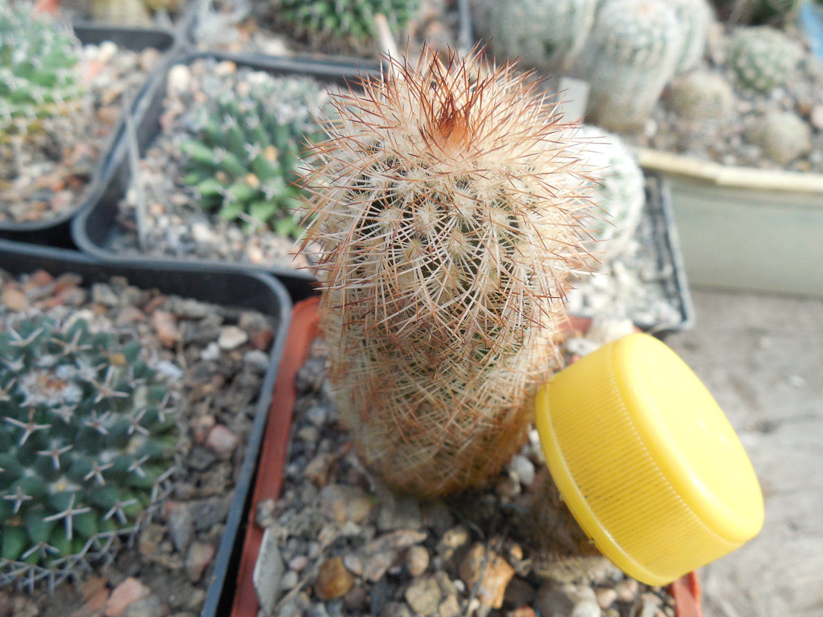 Echinocereus reichenbachii - v.baileyi - Caddo Co. - (to - 23*C) MG -