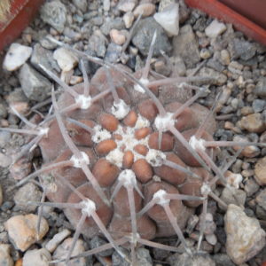 Gymnocalycium piltziorum P38 - Piltz -
