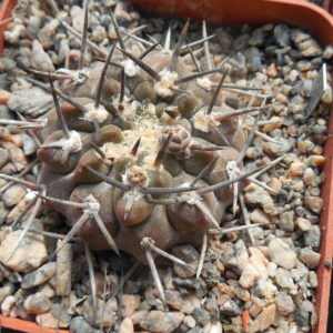 Gymnocalycium piltziorum P38 - Piltz -