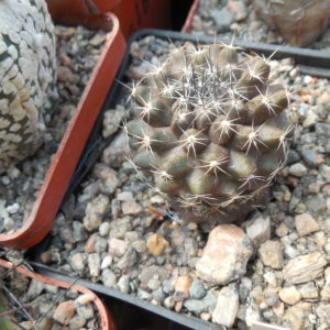 Copiapoa humilis FR 464 - Paposo, Chile - Kohres -