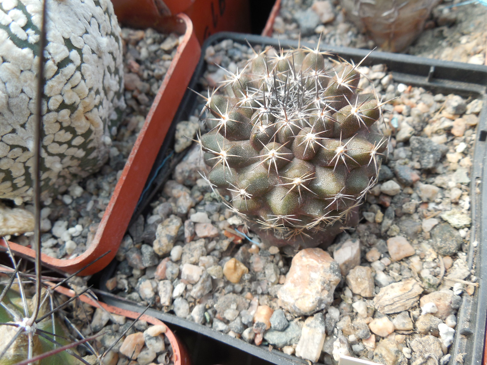 Copiapoa humilis FR 464 - Paposo, Chile - Kohres -