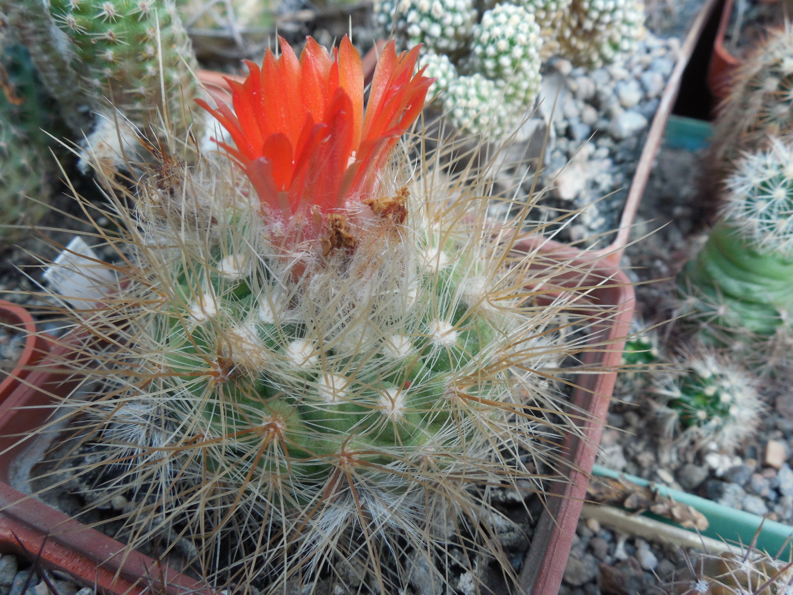Parodia penicillata