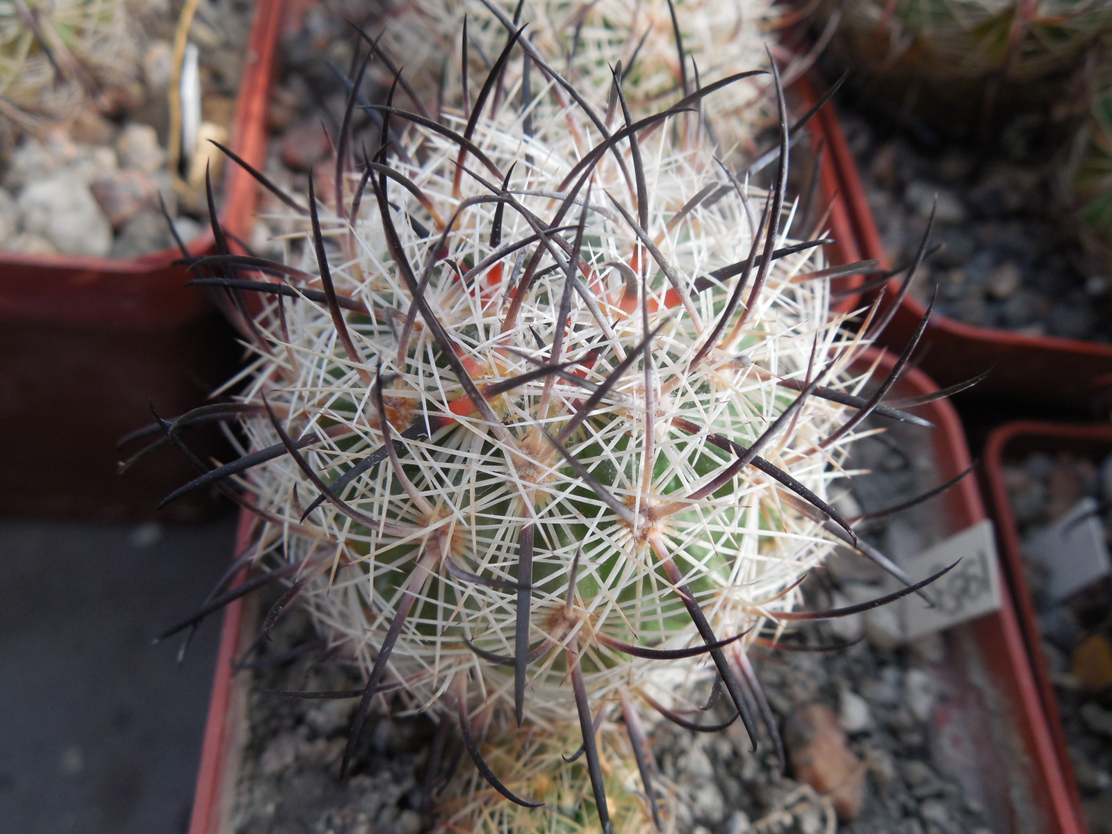 Echinomastus unguispinus  GL 607 - s Jimenez, Chih. MG -  not grafted -