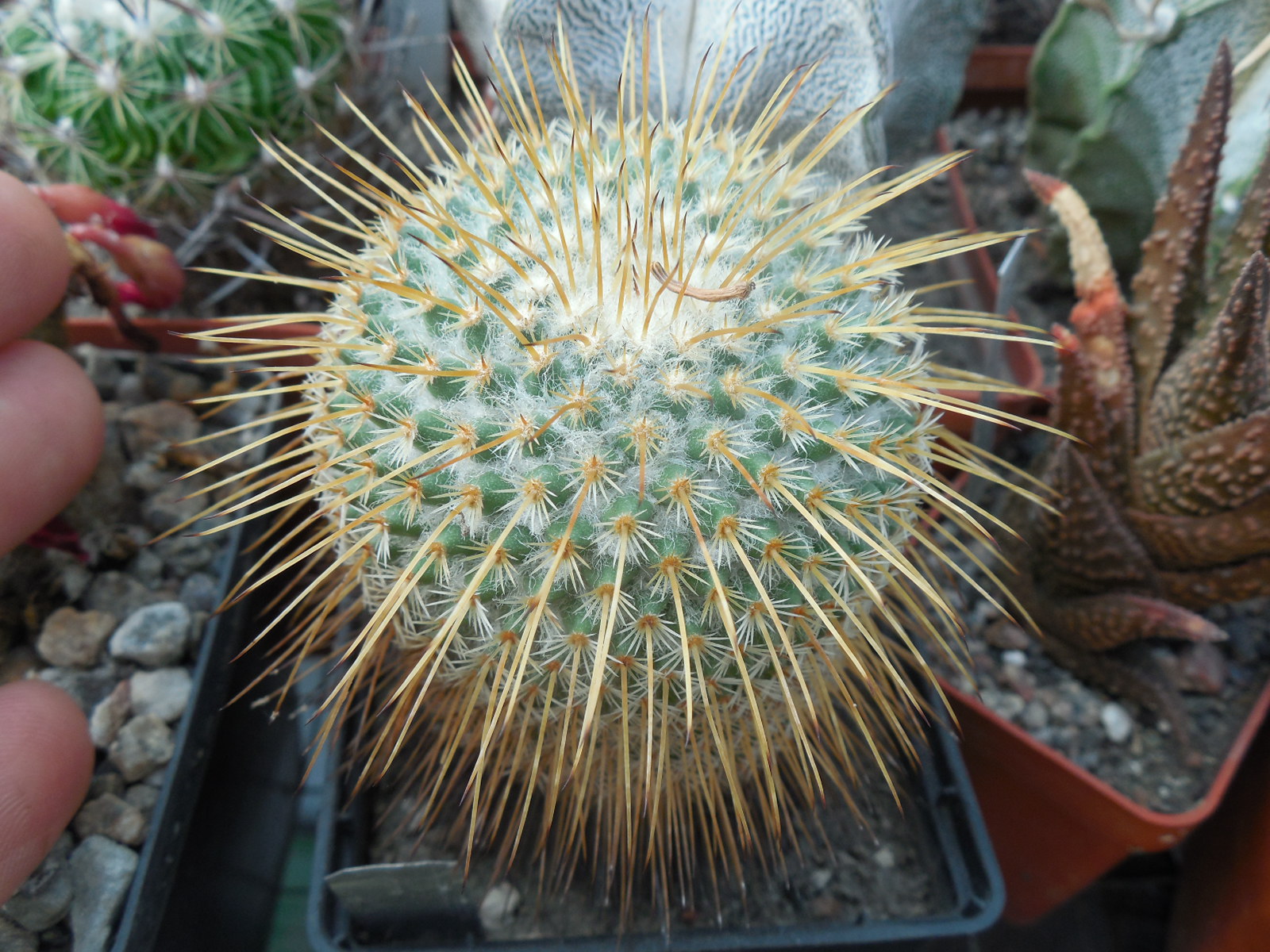 Mammillaria dixanthocentron - Teotitlan del Camino - MG -
