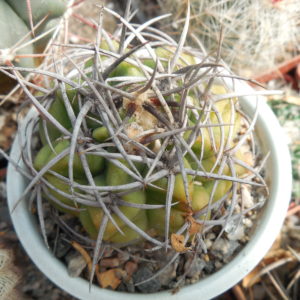 Gymnocalycium mostii - селекція СРСР - відбір -