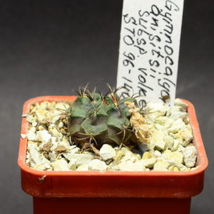 Gymnocalycium anisitsii subsp. volkeri STO 96-1403, Los Chuvirus,Bolivia
