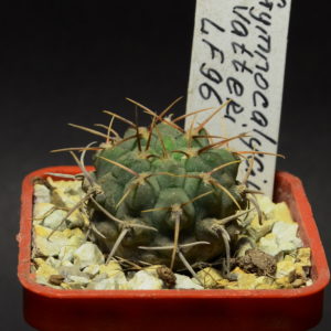 Gymnocalycium vatteri LF 96