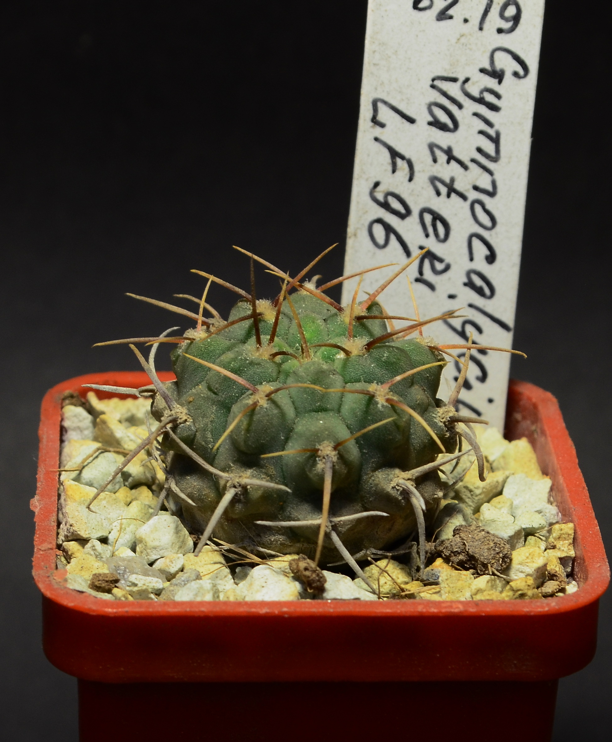 Gymnocalycium vatteri LF 96
