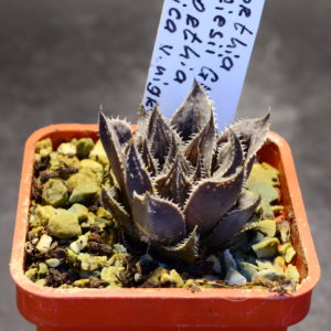 Haworthia devriesii GM572, ex. AL X Haworthia mutica v. nigra, ex. S.H.