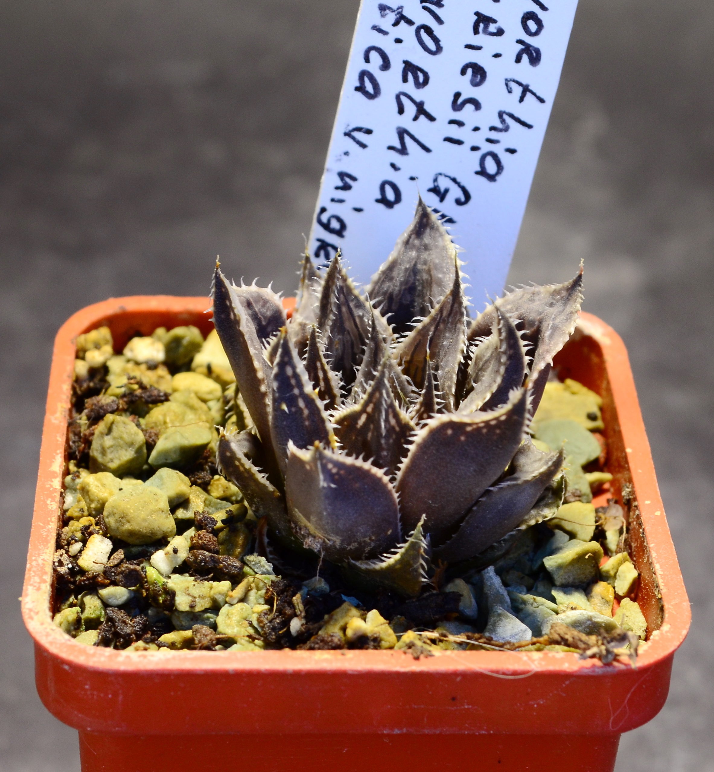 Haworthia devriesii GM572, ex. AL X Haworthia mutica v. nigra, ex. S.H.