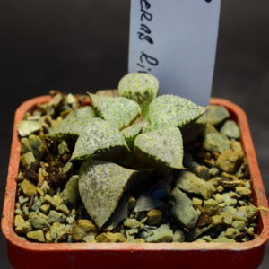 Haworthia emelyae "picta" GM 568, ex. S.H.