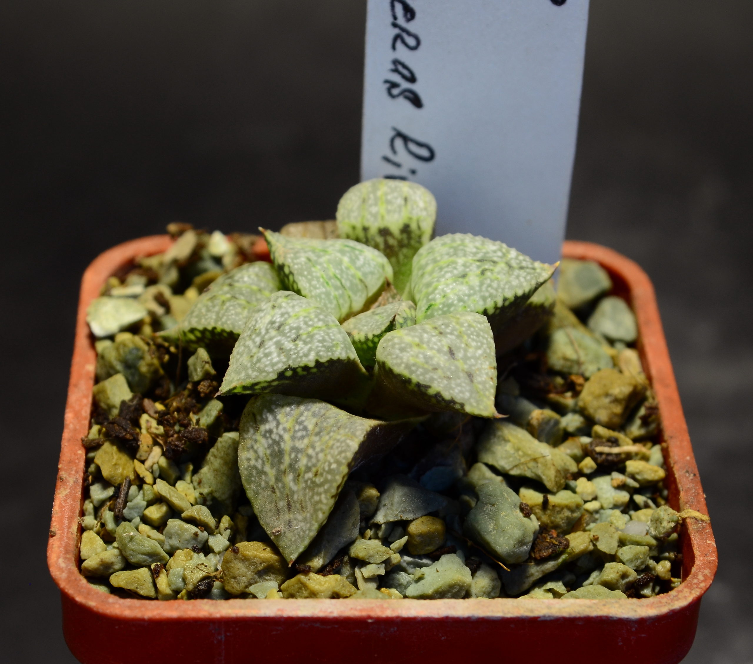 Haworthia emelyae "picta" GM 568, ex. S.H.