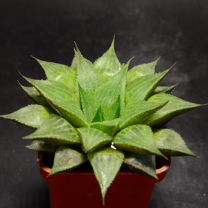 Haworthia serrata, ex.SH X Haworthia emelyae v. comptoniana GM 266, ex. AL