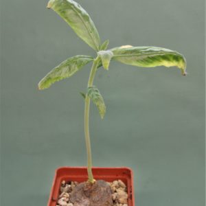 Dorstenia-sp.-nova-aff.-benguellensis