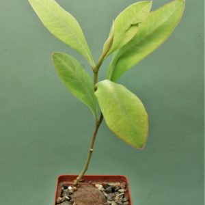 Eriospermum-aff.-mackenii-ES22864