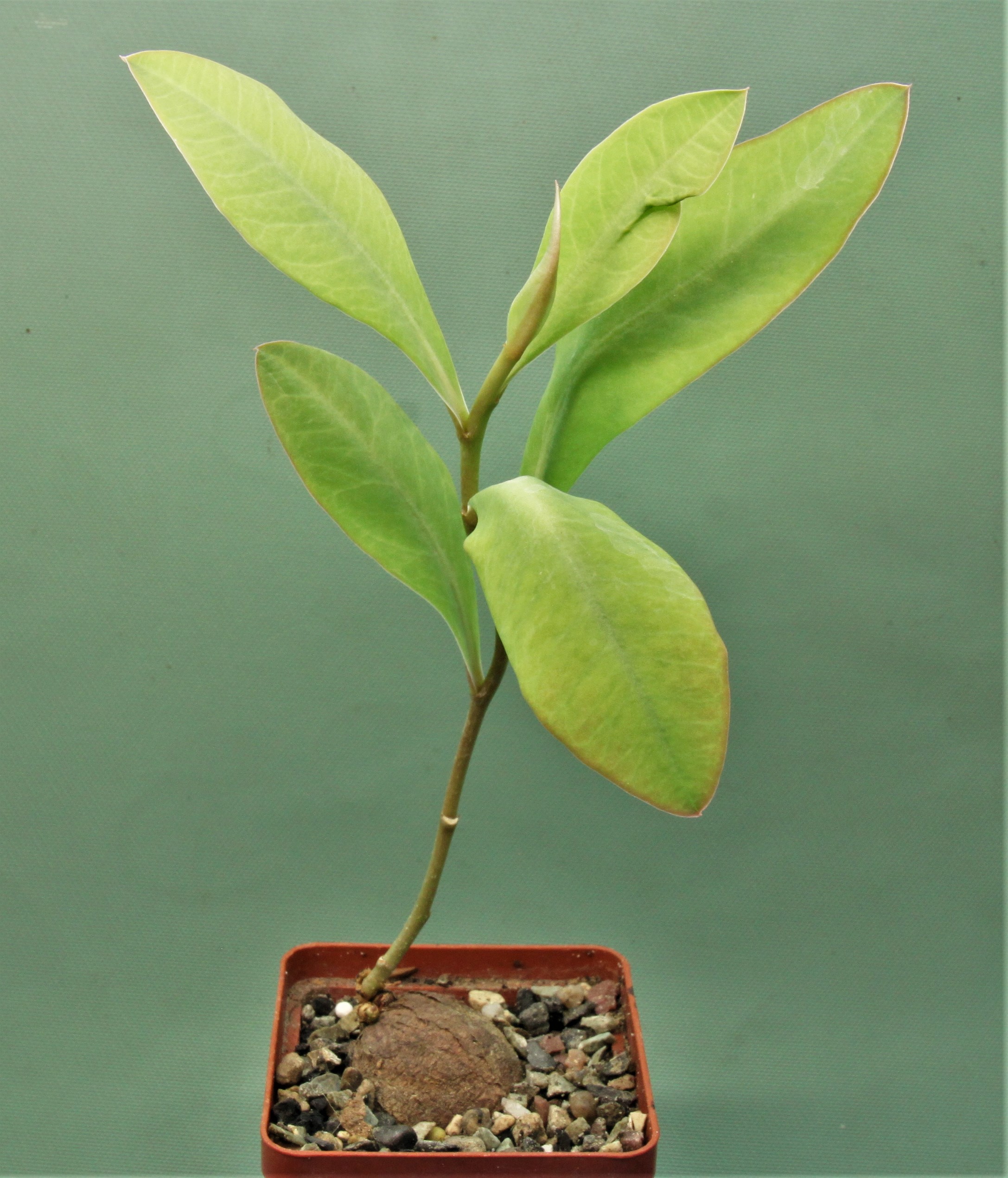 Eriospermum-aff.-mackenii-ES22864