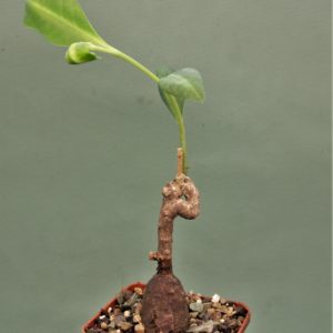 Euphorbia-aff.-specksii-Karonga-Malawi-14