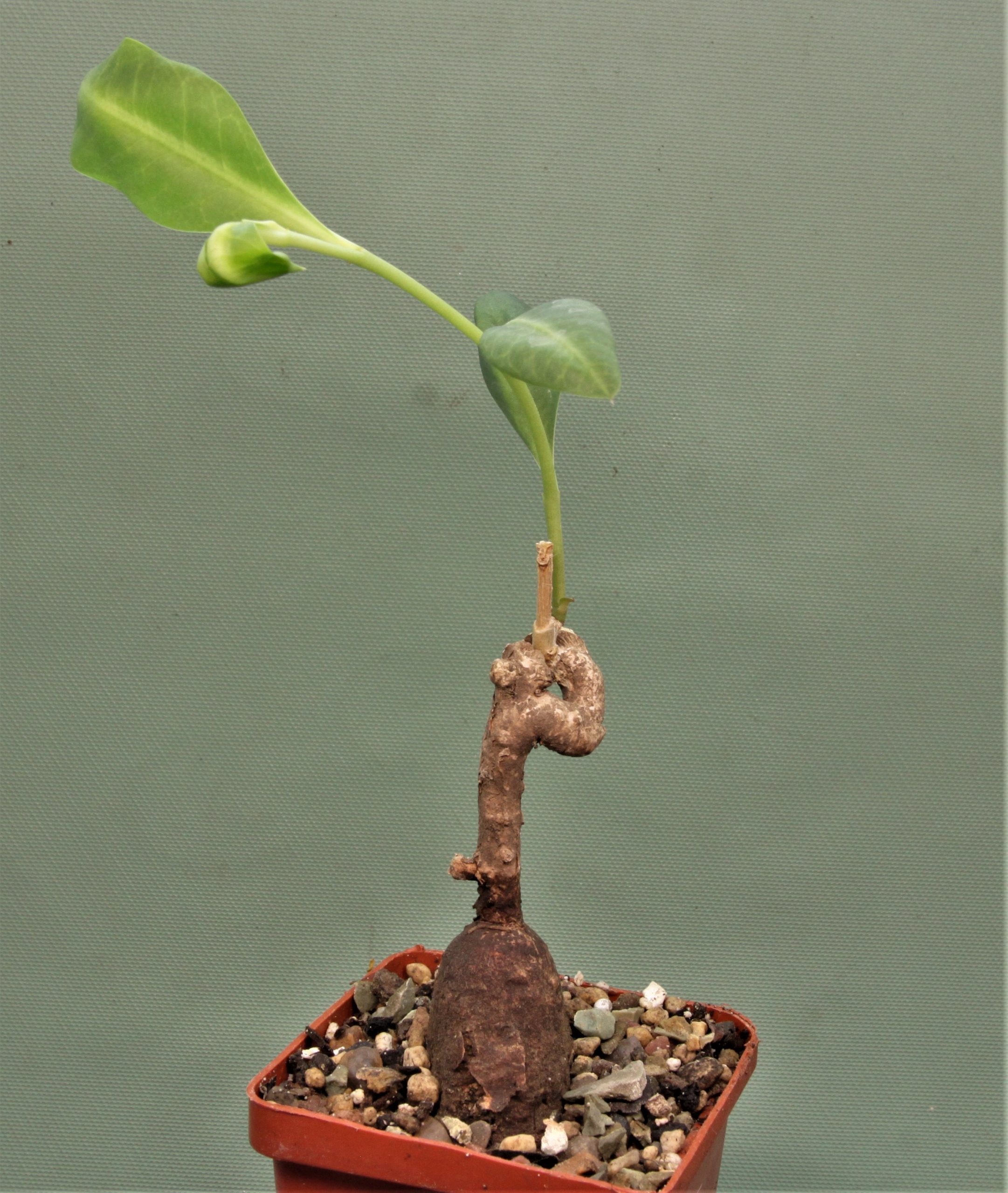 Euphorbia-aff.-specksii-Karonga-Malawi-14