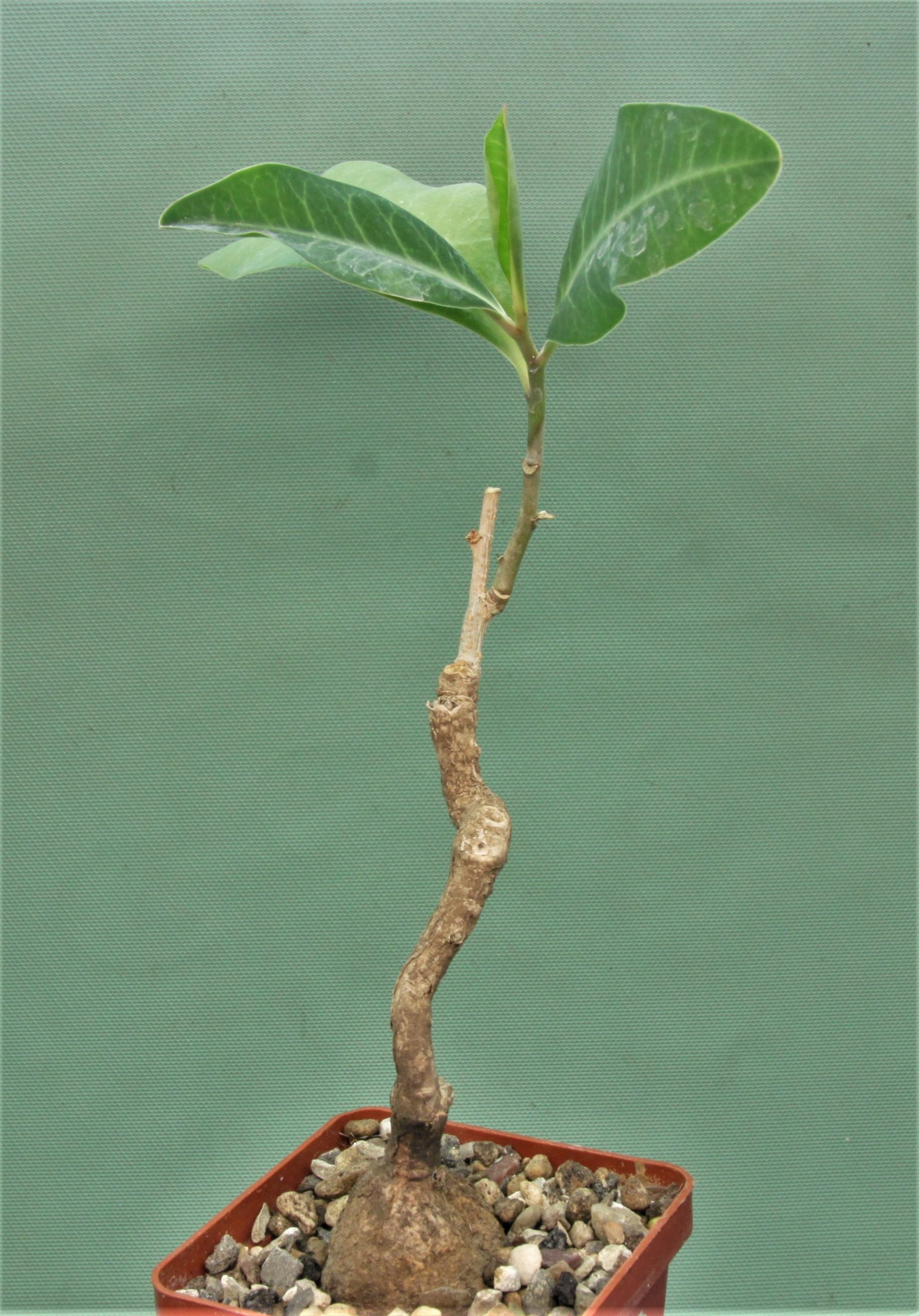 Euphorbia-aff.-specksii-Karonga-Malawi-2