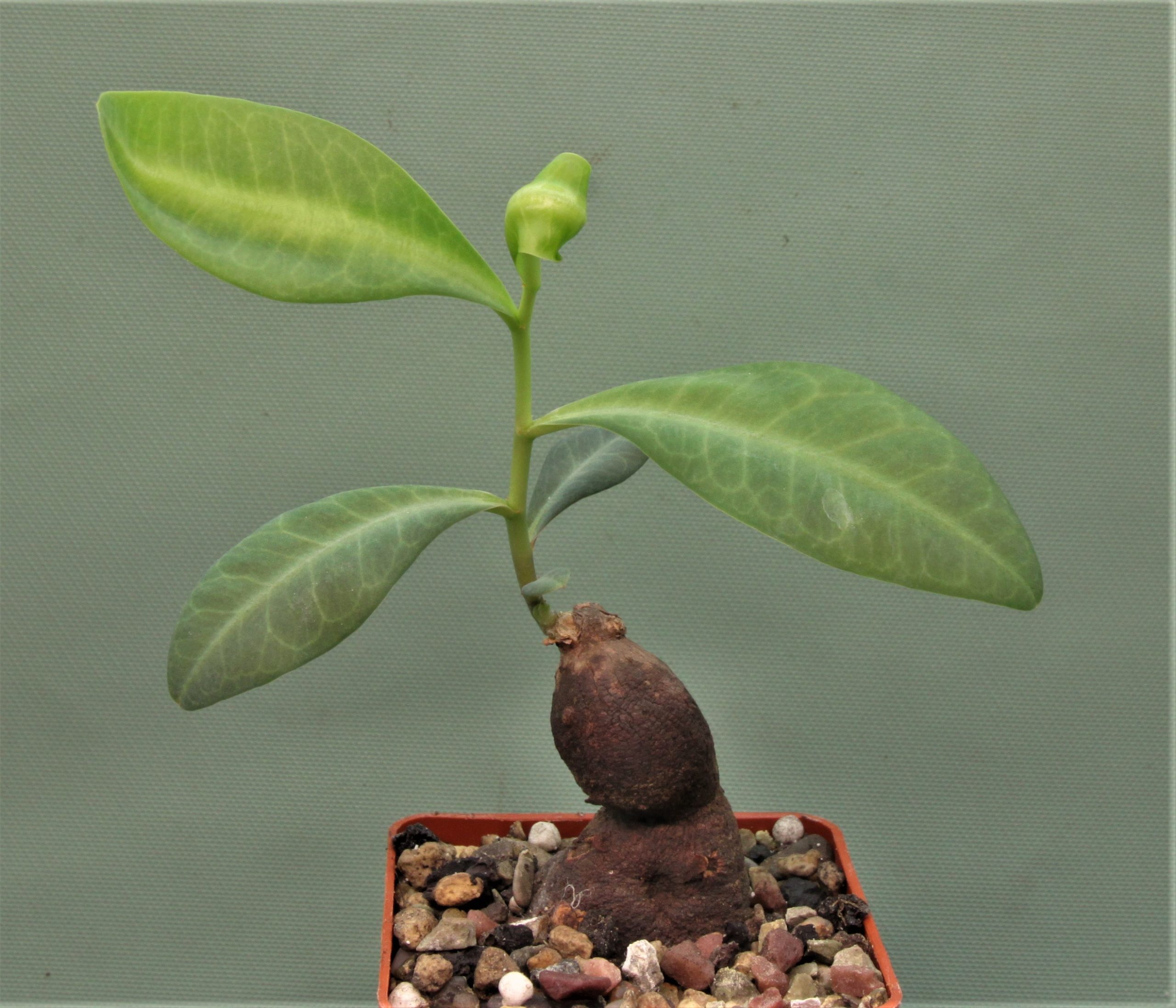 Euphorbia-aff.-specksii-Karonga-Malawi-9