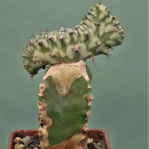 Euphorbia-horwoodi-f.cristata-1
