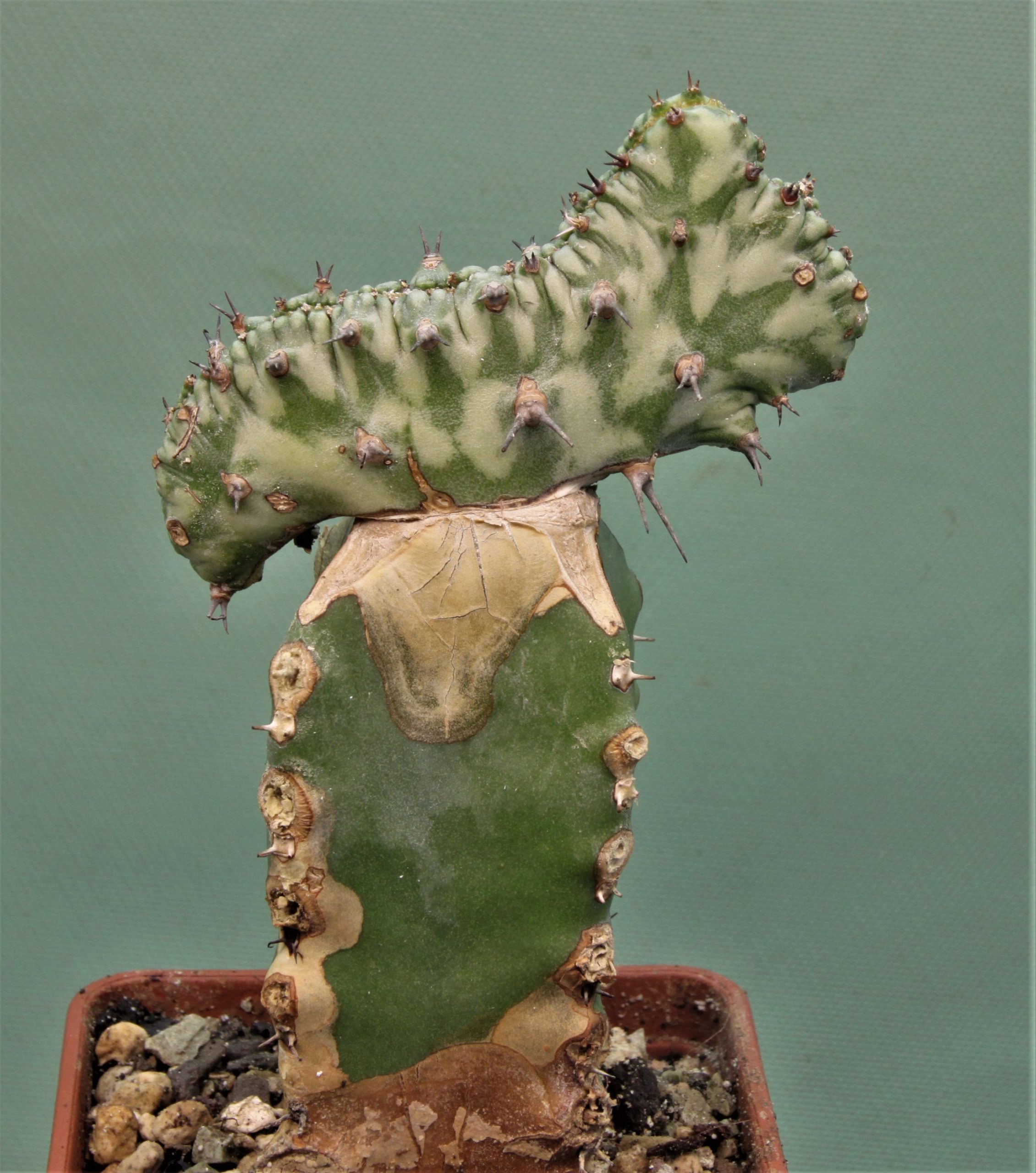 Euphorbia-horwoodi-f.cristata-1