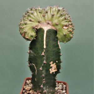Euphorbia-horwoodi-f.cristata-2