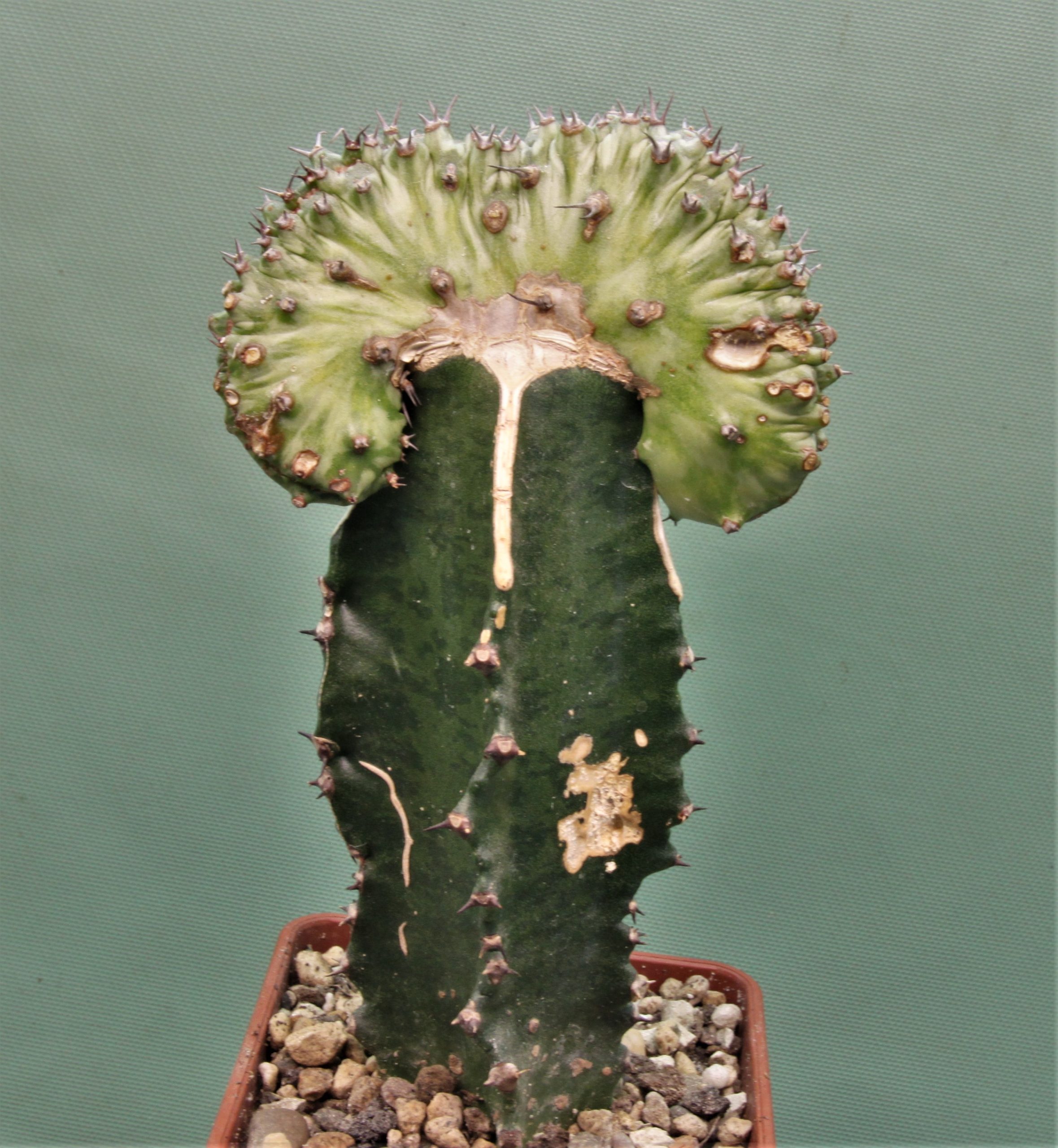 Euphorbia-horwoodi-f.cristata-2